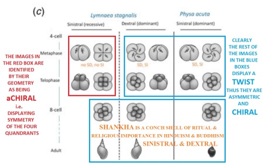 achiral vs chiral How a single gene twists a snail_ 3of3 SHaNKHa or CHaNK or CoNCH